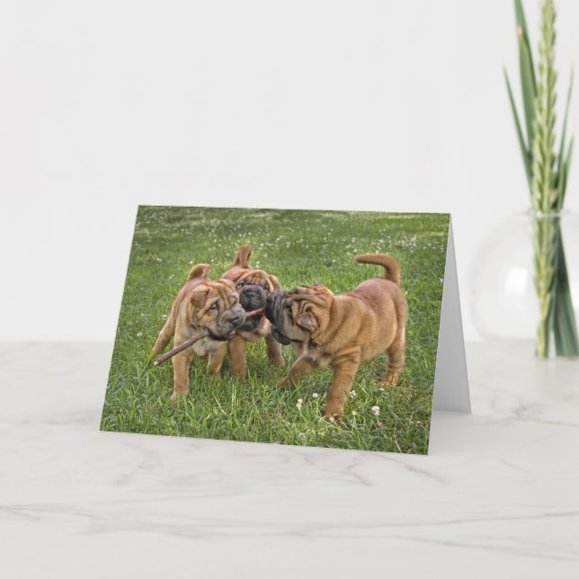 Shar-Pei Pups with Stick Greeting Card (Front)