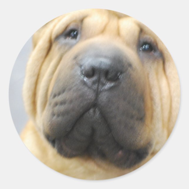 Shar Pei with Wrinkles Stickers (Front)