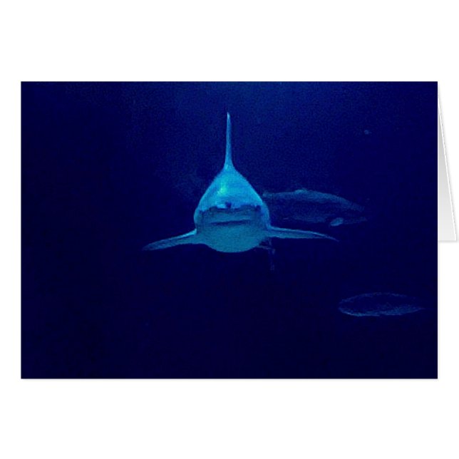 Shark (Front Horizontal)