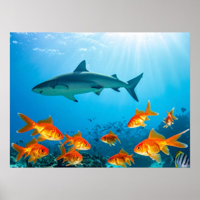 Shark among gold fishes poster (Front)