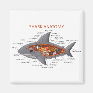 Shark Anatomy Magnet