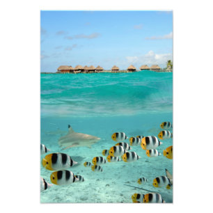 Shark and fishes, Bora Bora lagoon vertical print
