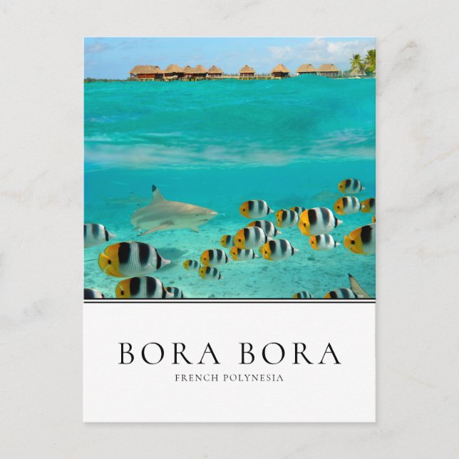 Shark and fishes in Bora Bora, French Polynesia Postcard (Front)