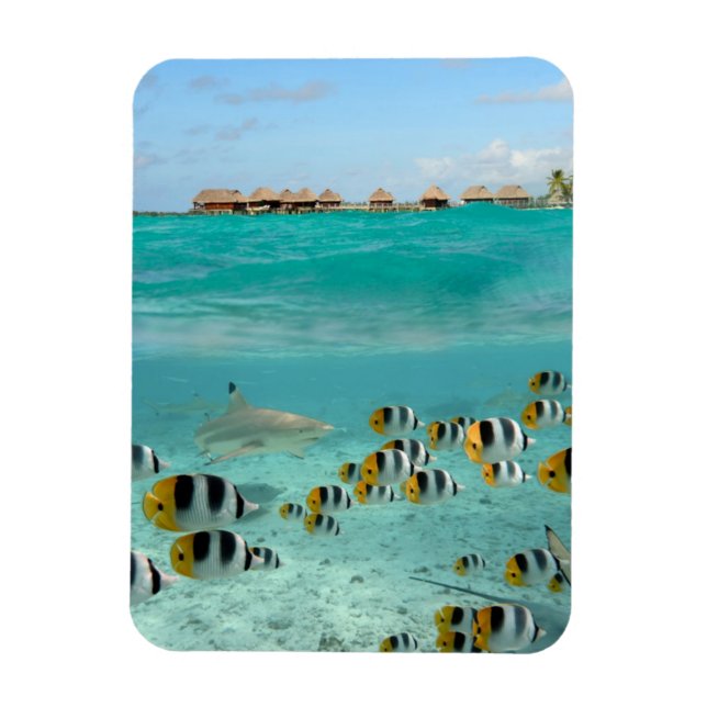 Shark and fishes in Bora Bora vertical magnet (Vertical)