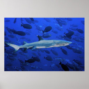 Shark and Surgeonfish Poster