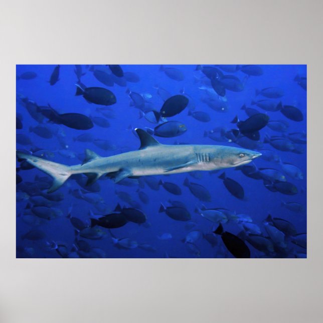 Shark and Surgeonfish Poster (Front)