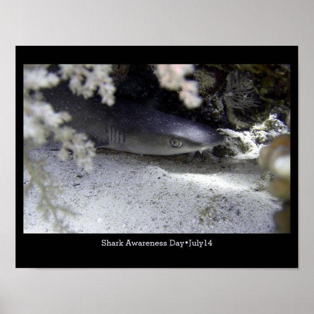 Shark Awareness Day, whitetip reef shark Poster (Front)