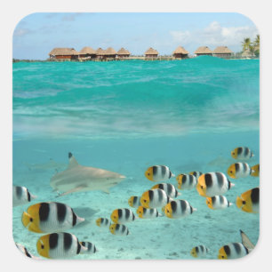 Shark chasing fishes in Bora Bora lagoon sticker