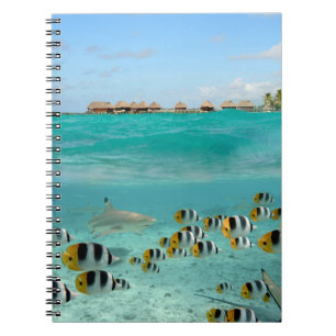 Shark chasing fishes in Bora Bora notebook