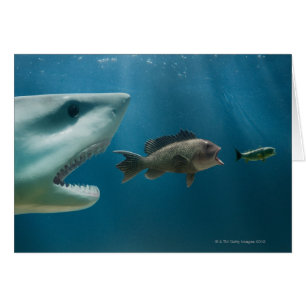 Shark chasing sea bass chasing juvenile