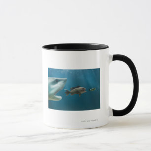 Shark chasing sea bass chasing juvenile mug