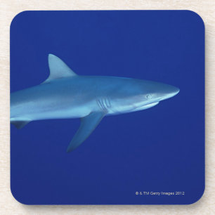Shark Coaster