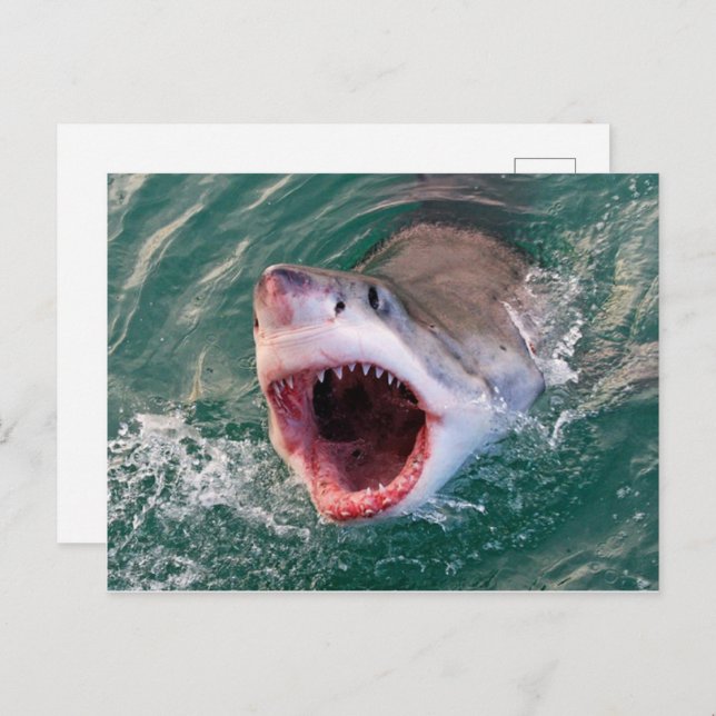 Shark Coming Out Off The Ocean Postcard (Front/Back)