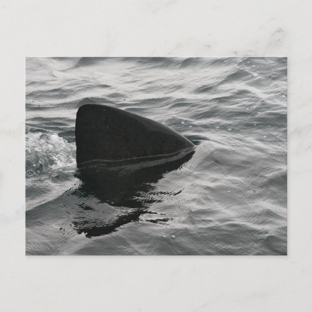 Shark Fin Postcard (Front)