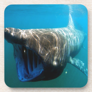 Shark Fish Ocean Tropical Ocean Destiny Gifts Coaster