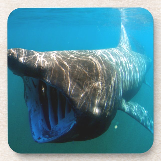 Shark Fish Ocean Tropical Ocean Destiny Gifts Coaster (Front)