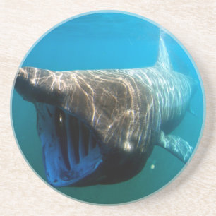 Shark Fish Ocean Tropical Ocean Destiny Gifts Coaster