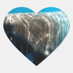 Shark Fish Ocean Tropical Ocean Destiny Gifts Heart Sticker