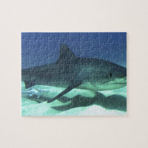 Shark Fish Ocean Tropical Ocean Destiny Gifts Jigsaw Puzzle