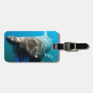 Shark Fish Ocean Tropical Ocean Destiny Gifts Luggage Tag