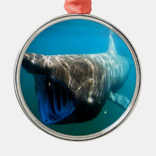 Shark Fish Ocean Tropical Ocean Destiny Gifts Metal Ornament