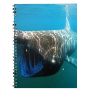 Shark Fish Ocean Tropical Ocean Destiny Gifts Notebook