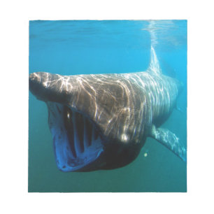 Shark Fish Ocean Tropical Ocean Destiny Gifts Notepad