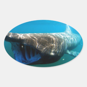 Shark Fish Ocean Tropical Ocean Destiny Gifts Oval Sticker