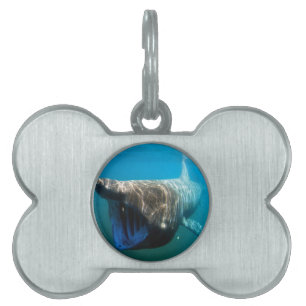 Shark Fish Ocean Tropical Ocean Destiny Gifts Pet Tag