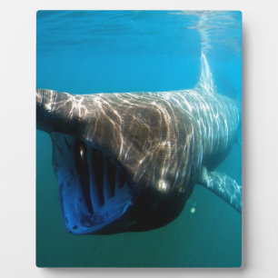 Shark Fish Ocean Tropical Ocean Destiny Gifts Plaque