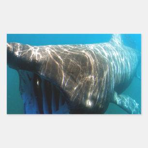 Shark Fish Ocean Tropical Ocean Destiny Gifts Rectangular Sticker