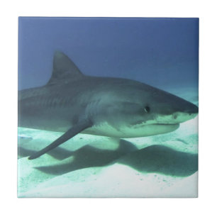Shark Fish Ocean Tropical Ocean Destiny Gifts Tile