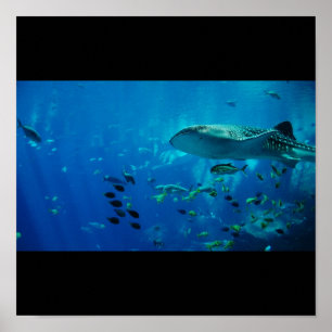 Shark Fish Water Splash Swim Fins Grey Guy Gal Poster