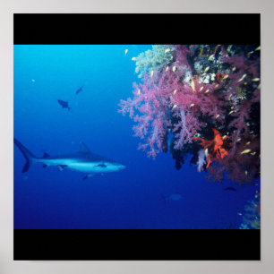 Shark Fish Water Splash Swim Grey Grey Guy Gal Poster