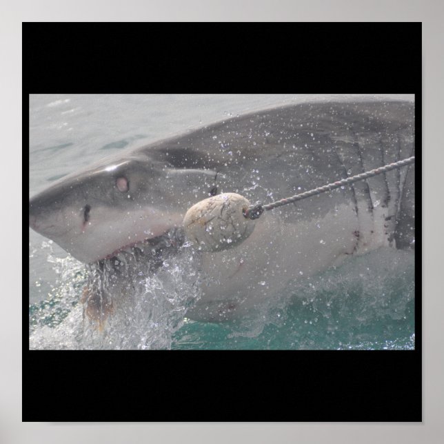 Shark Fish Water Splash Swim Grey Grey Guy Gal Poster (Front)