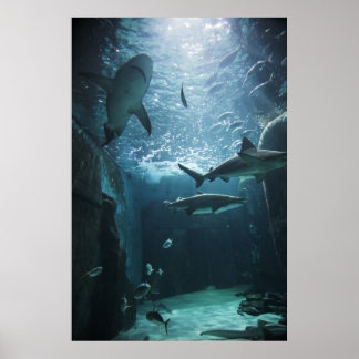 Shark in an aquarium poster