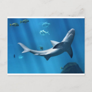 SHARK IN  BLUE OCEAN POSTCARD