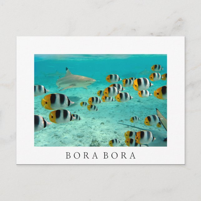 Shark in Bora Bora white text postcard (Front)