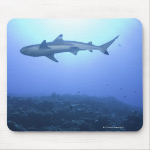 Shark in ocean, low angle view mouse pad