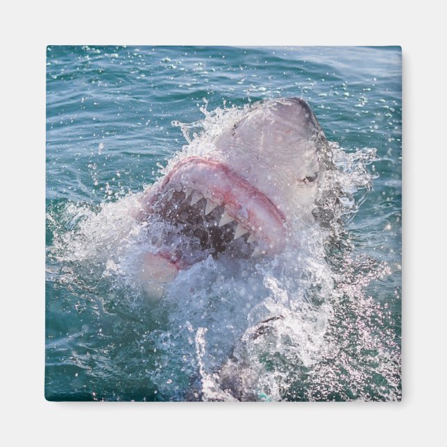 Shark in the water magnet (Front)
