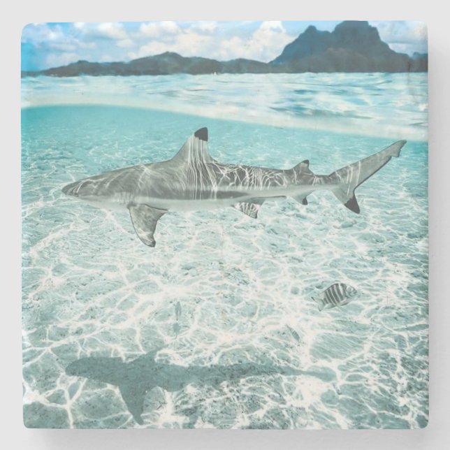 Shark in the Waters Stone Coaster (Front)