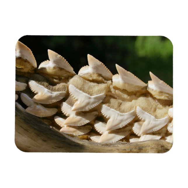 Shark Jawbone and Teeth  Magnet (Horizontal)
