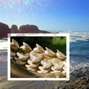 Shark Jawbone and Teeth Postcard