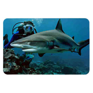 Shark magnet