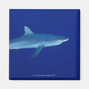 Shark Magnet