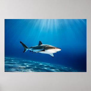 Shark Ocean Sea Nature Blue Water Depth Wildlife Poster