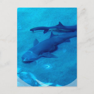 Shark Pair Postcard