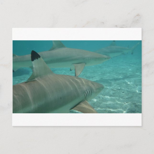 shark postcard (Front)
