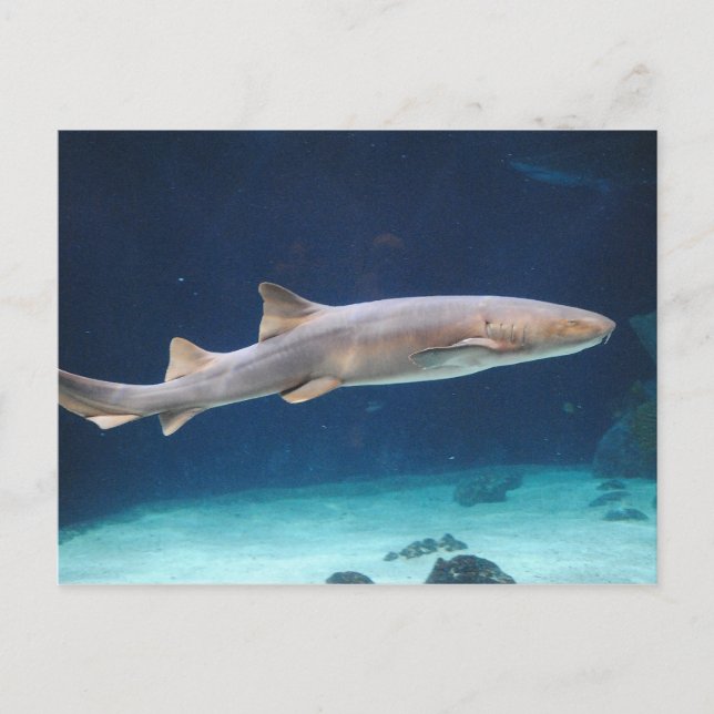 Shark  Postcard (Front)