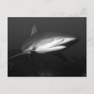 Shark Postcard